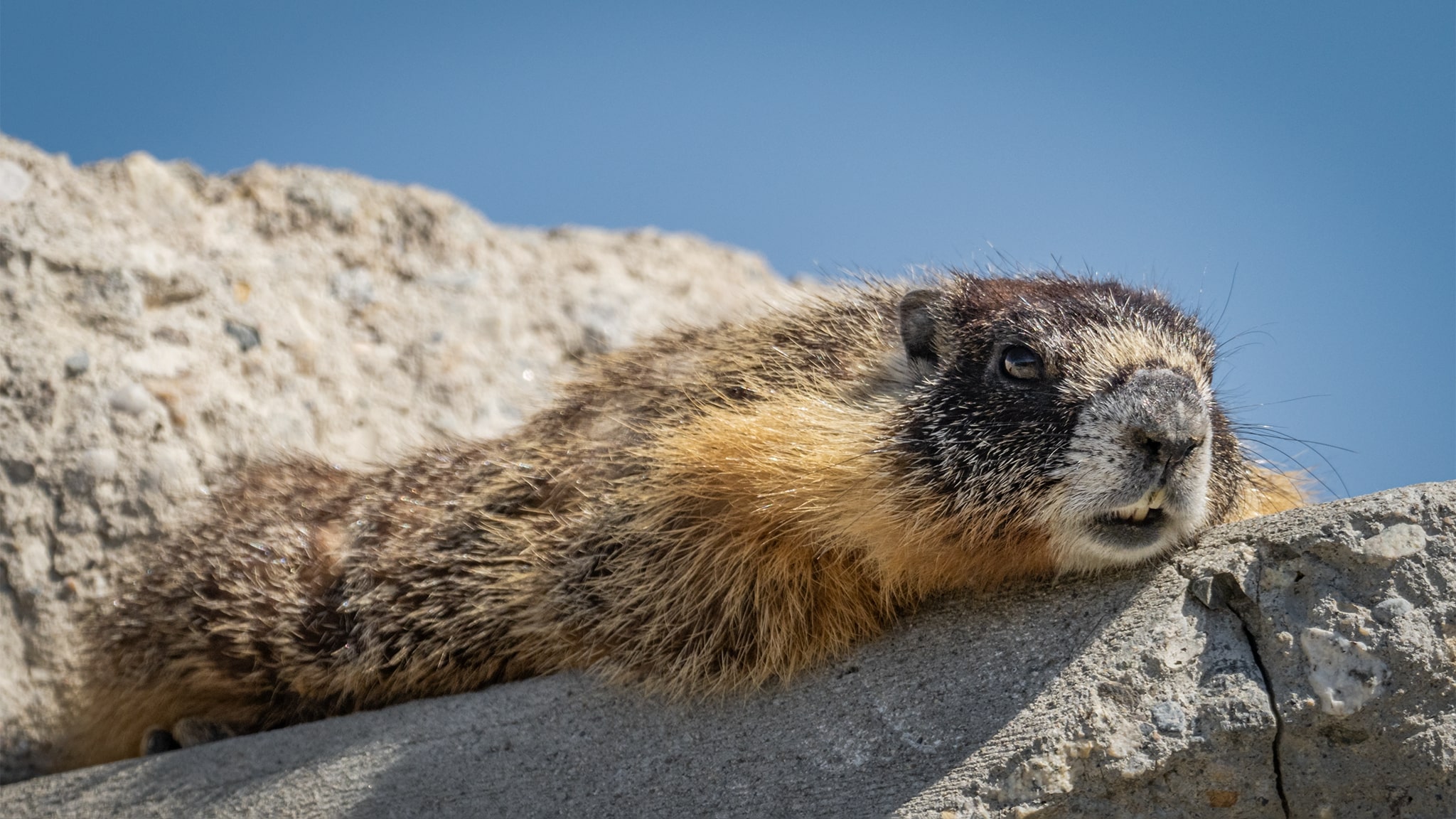 Yellow-bellied Marmot